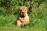 SHAR-PEI 895